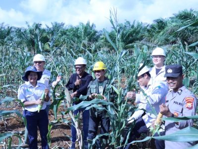 Perkuat Ketahanan Pangan, PT GMM Sukses Gelar Panen Jagung Perdana